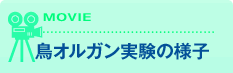 鳥オルガン実験の様子